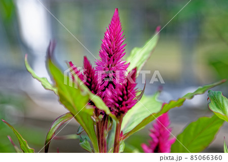 Close up of a Celosia - celosia argentea 85066360