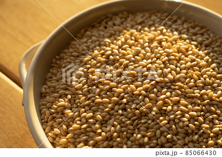 夕日に当たる　もち米の玄米　新米　（11月） 85066430