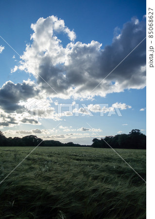 広々とした雲が広がる青空の下の穂が垂れるほどの豊作の麦畑　ロンドン郊外にて 85068627