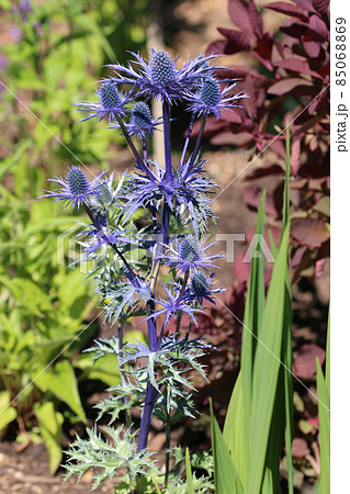Purple ornamental sea holly flowers 85068869