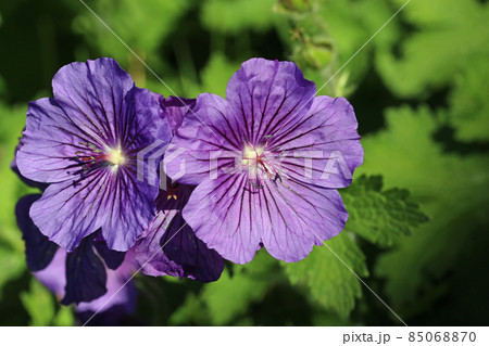 Purple cranesbill flowers in close up 85068870