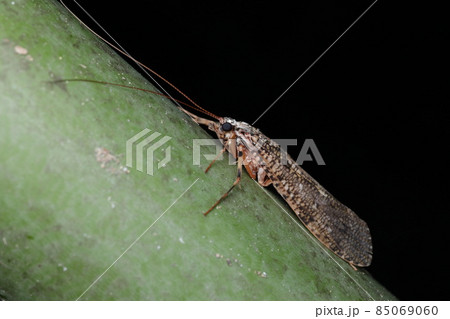 ヒゲナガカワトビケラの成虫 ヒゲナガカワトビケラの成虫 85069060