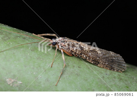 ヒゲナガカワトビケラの成虫 ヒゲナガカワトビケラの成虫 85069061