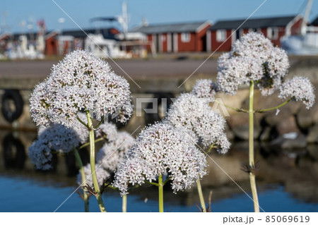 A close-up picture of white flowers 85069619