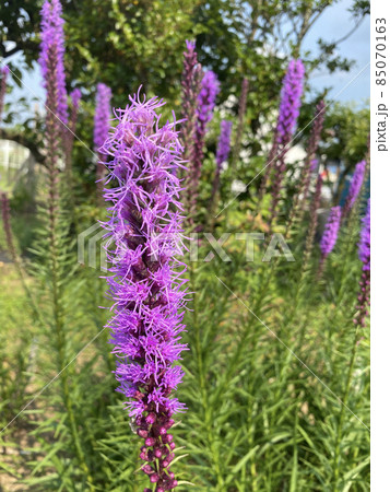 リアトリスの花と蝶 リアトリスの花と蝶 85070163