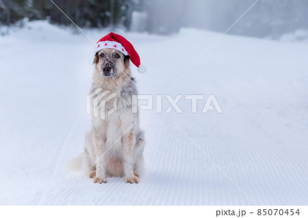 Big dog in santa hat sitting on snow forest road 85070454