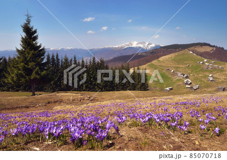 First mountain flowers 85070718