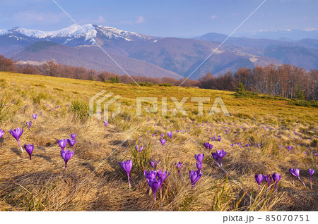 Spring landscape with flowers 85070751