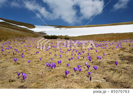 Spring flowers on the meadow Spring flowers on the meadow 85070763