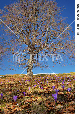 Flowers in a beech forest Flowers in a beech forest 85070766