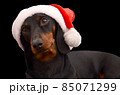 dachshund dog wearing santa hat isolated on the black background 85071299