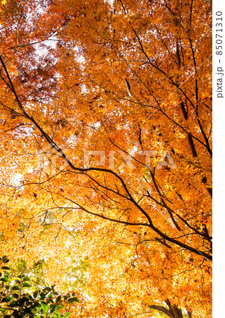 燃えるような紅葉　秋の風景 85071310