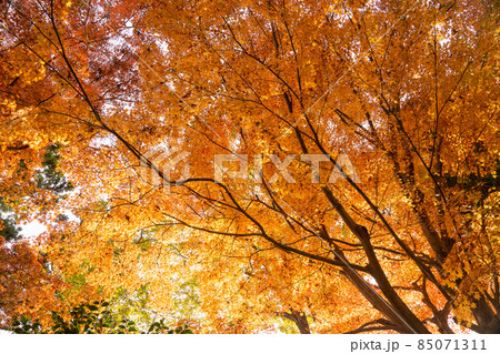 燃えるような紅葉　秋の風景 85071311