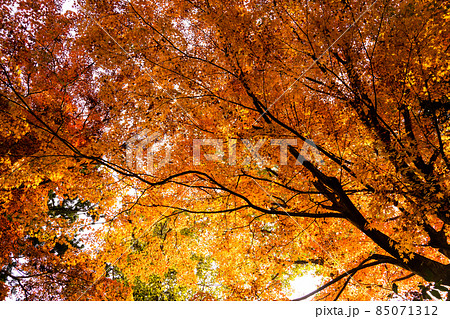 燃えるような紅葉　秋の風景 85071312
