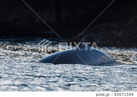 Dorsal fin of Balaenoptera acutorostrata or common Minke whale 85071399