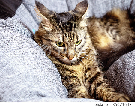 Beautiful cat with black stripes like a tiger pulled his ears and prepares to attack Beautiful cat with black stripes like a tiger pulled his ears and prepares to attack 85071648