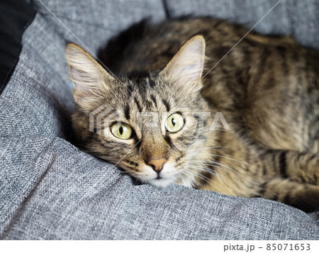 The beautiful gray cat lies on a grey armchair bag and looks at the photographer 85071653