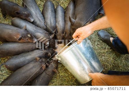 Cute little Vietnamese black piglets on the farm. 85071711