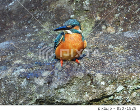 カワセミ River Kingfisher カワセミ River Kingfisher 85071929