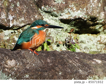 カワセミ River Kingfisher カワセミ River Kingfisher 85071932