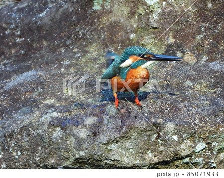 カワセミ River Kingfisher カワセミ River Kingfisher 85071933