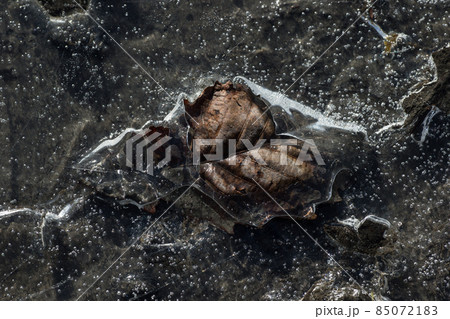 氷漬けになった枯れ葉 氷漬けになった枯れ葉 85072183