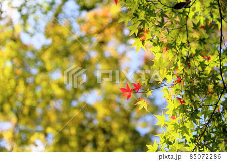 鮮やか紅葉イロハモミジ 鮮やか紅葉イロハモミジ 85072286