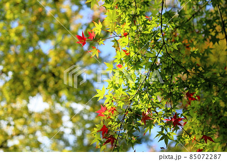 鮮やか紅葉イロハモミジ 鮮やか紅葉イロハモミジ 85072287