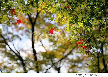 鮮やか紅葉イロハモミジ 鮮やか紅葉イロハモミジ 85072288