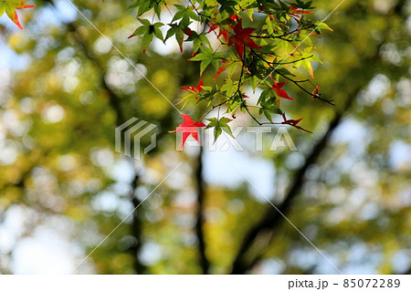 鮮やか紅葉イロハモミジ 鮮やか紅葉イロハモミジ 85072289