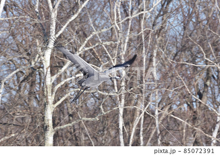 珍しい!北海道に現れたクロヅルの飛翔姿 珍しい!北海道に現れたクロヅルの飛翔姿 85072391