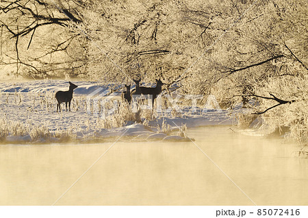 朝日に染まる樹氷とエゾシカの群れ(北海道・鶴居) 朝日に染まる樹氷とエゾシカの群れ(北海道・鶴居) 85072416