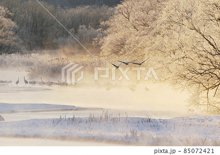 樹氷に囲まれたねぐらから飛び立つタンチョウ(北海道・鶴居) 樹氷に囲まれたねぐらから飛び立つタンチョウ(北海道・鶴居) 85072421