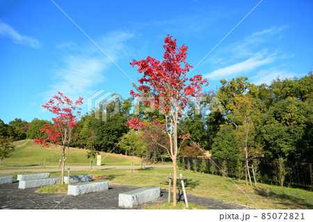 紅葉ヤマボウシ 紅葉ヤマボウシ 85072821