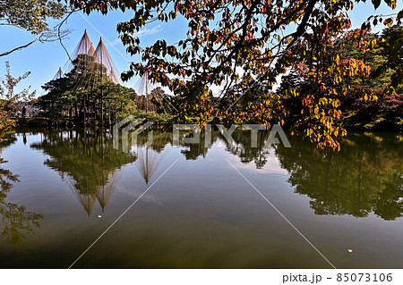 紅葉の兼六園と雪吊り 紅葉の兼六園と雪吊り 85073106