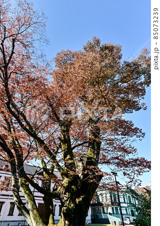 紅葉の国立工芸館 85073239