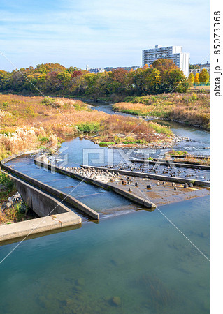 入間川　秋風景　豊水橋からの眺め　下流方面 85073368