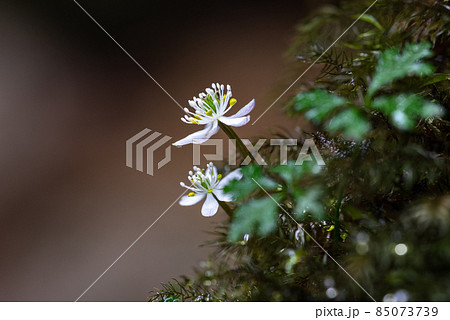 屋久島白谷雲水峡　オオゴカヨウオウレン(2月) 85073739