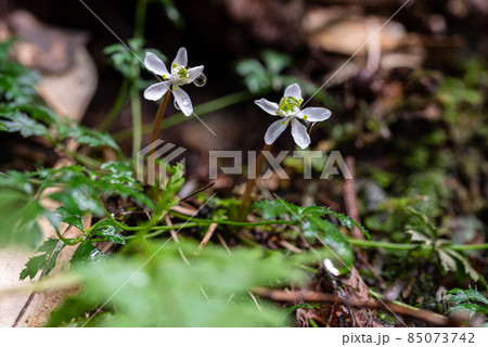 屋久島白谷雲水峡　オオゴカヨウオウレン(2月) 85073742