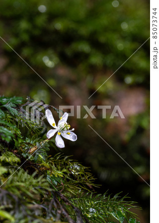 屋久島白谷雲水峡　オオゴカヨウオウレン(2月) 85073744