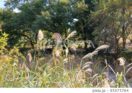 秋の公園 ススキ花穂 秋の公園 ススキ花穂 85073764