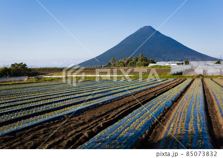 開聞岳麓の畑 85073832