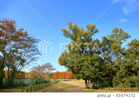 秋の公園 爽やかエノキ大木 秋の公園 爽やかエノキ大木 85074272