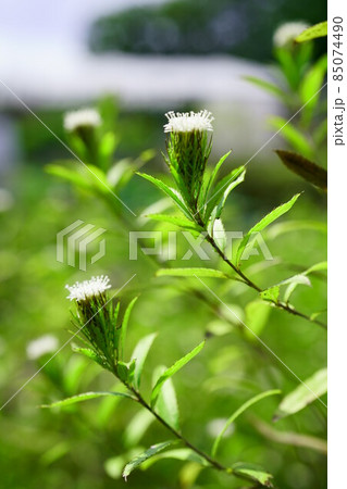 2315　ホソバオケラ 85074490