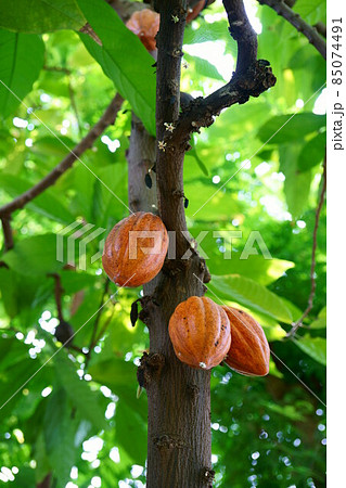 2314　カカオ 85074491