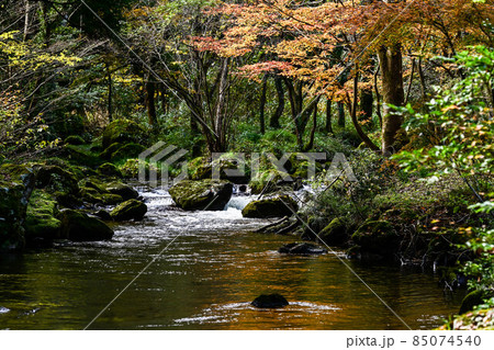 荒俣峡の紅葉 85074540