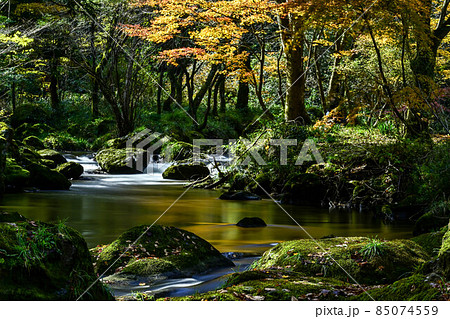 荒俣峡の紅葉 85074559