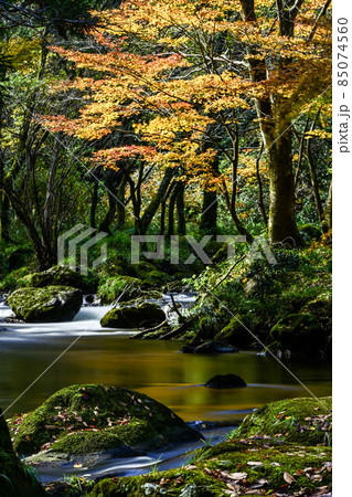 荒俣峡の紅葉 85074560