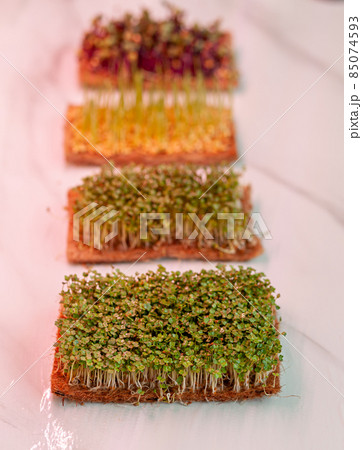 Close-up of micro greens of mustard, arugula and other plants at home. Growing mustard and arugula sprouts in closeup at home. The concept of vegan and healthy food. micro greenery under grow lamp Close-up of micro greens of mustard, arugula and other plants at home. Growing mustard and arugula sprouts in closeup at home. The concept of vegan and healthy food. micro greenery under grow lamp 85074593