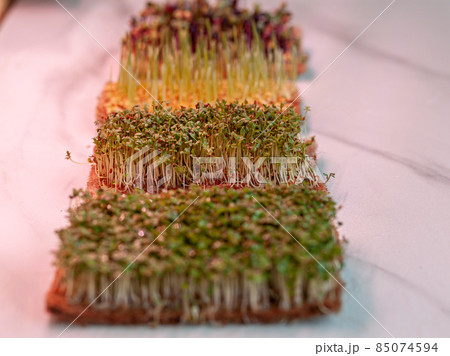 Close-up of micro greens of mustard, arugula and other plants at home. Growing mustard and arugula sprouts in closeup at home. The concept of vegan and healthy food. micro greenery under grow lamp 85074594